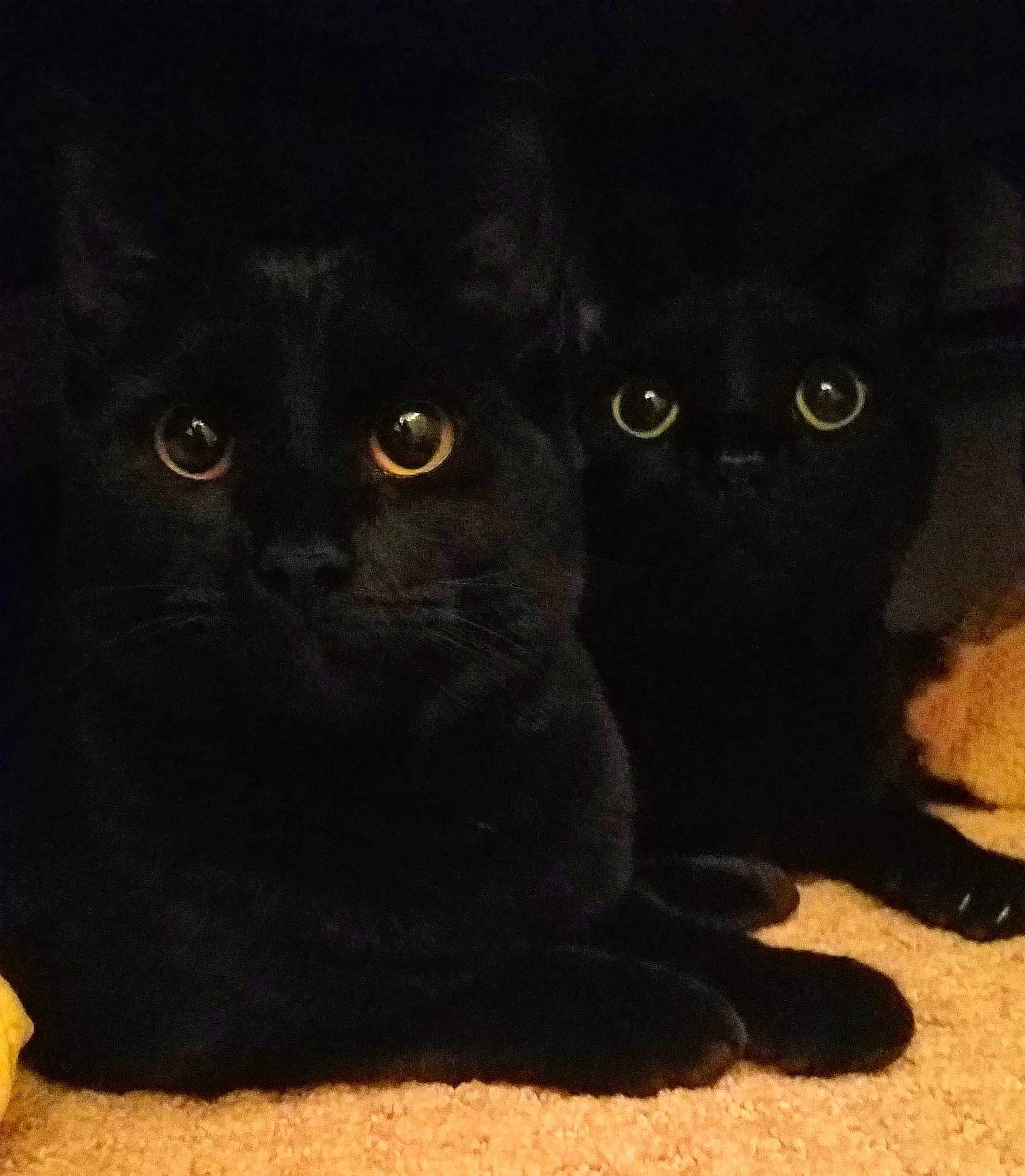 Bella joined the competition — help win amazing prizes! asian, black, black_cat, bombay, carnivore, cat, domestic_short_haired_cat, ear, eye, felidae, kitten, mammal, night, sky, small_to_medium_sized_cats, snout, tail, whiskers