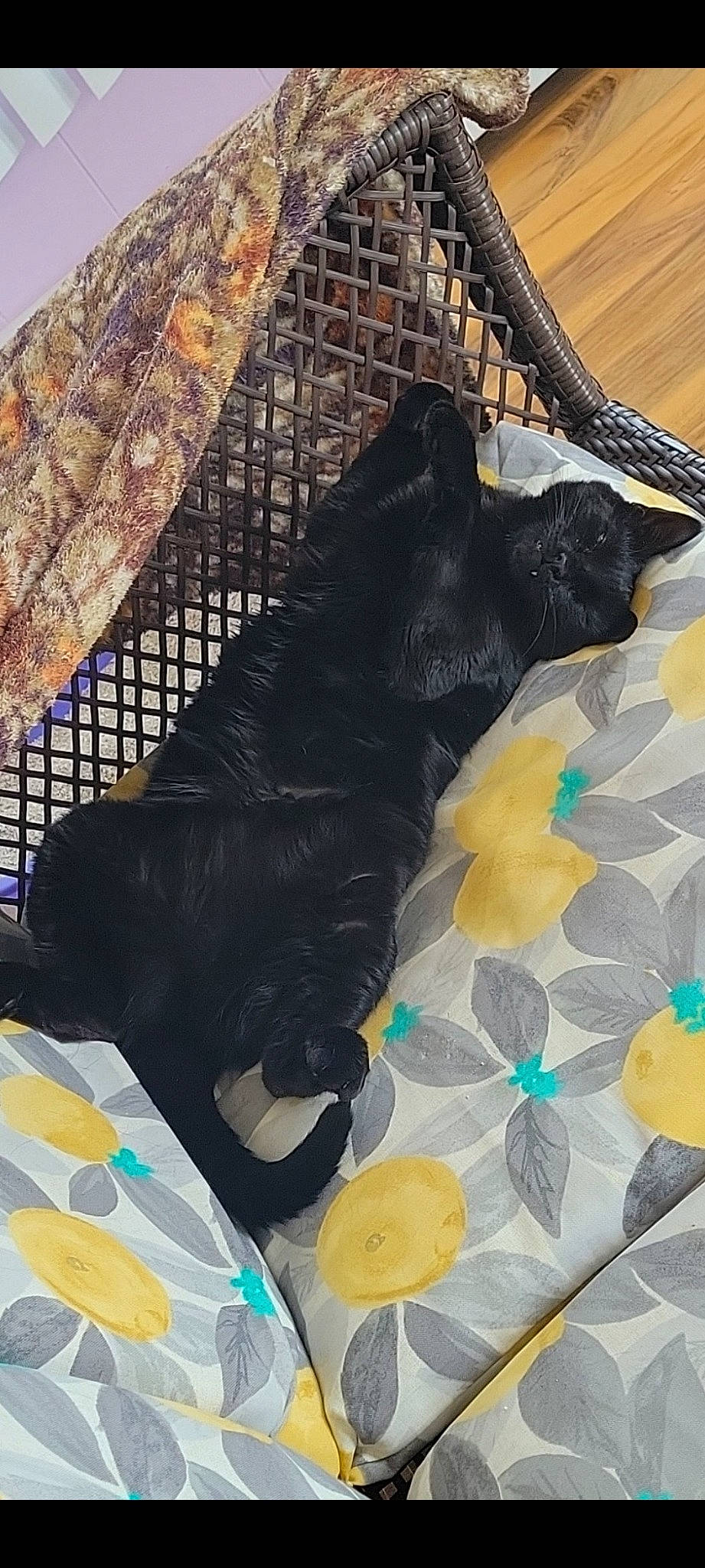 Bella joined the competition — help win amazing prizes! black, black_cat, canidae, carnivore, cat, comfort, companion_dog, dog_breed, dog_supply, domestic_short_haired_cat, felidae, fur, grey, linens, pattern, small_to_medium_sized_cats, snout, sporting_group, tail, whiskers