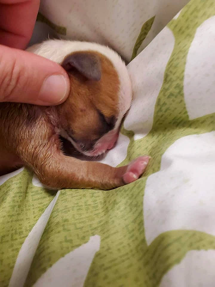 Forest joined the competition — help win amazing prizes! canidae, carnivore, dog, dog_breed, fawn, non_sporting_group, puppy, puppy_love, snout