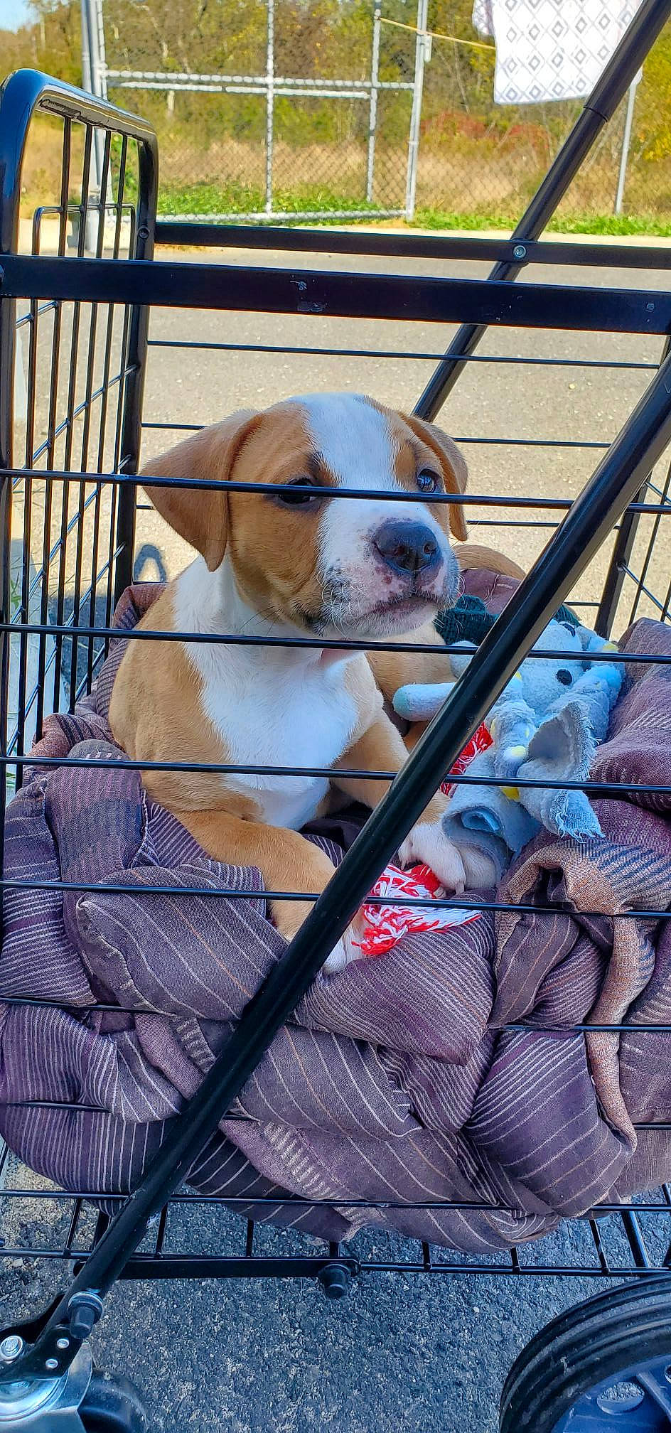 Forest is registered to the contest to win money with this photo: american_bulldog, american_staffordshire_terrier, animal_shelter, australian_bulldog, bulldog, canidae, carnivore, companion_dog, dog, dog_breed, fawn, mammal, non_sporting_group, olde_english_bulldogge, pit_bull, puppy, snout