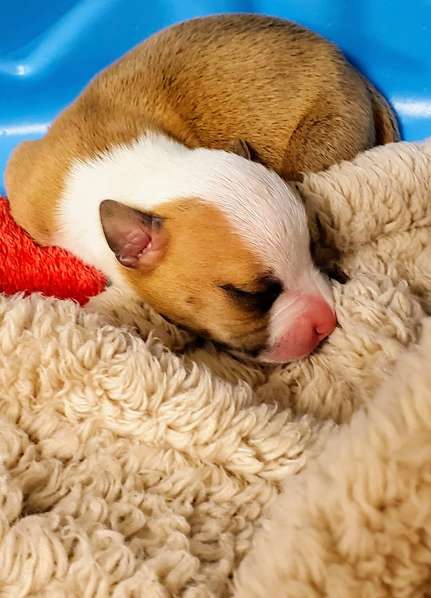 Forrest is registered to the contest to win money with this photo: canidae, carnivore, companion_dog, cornish_rex, dog, dog_breed, fawn, nap, puppy, puppy_love, sleep, snout