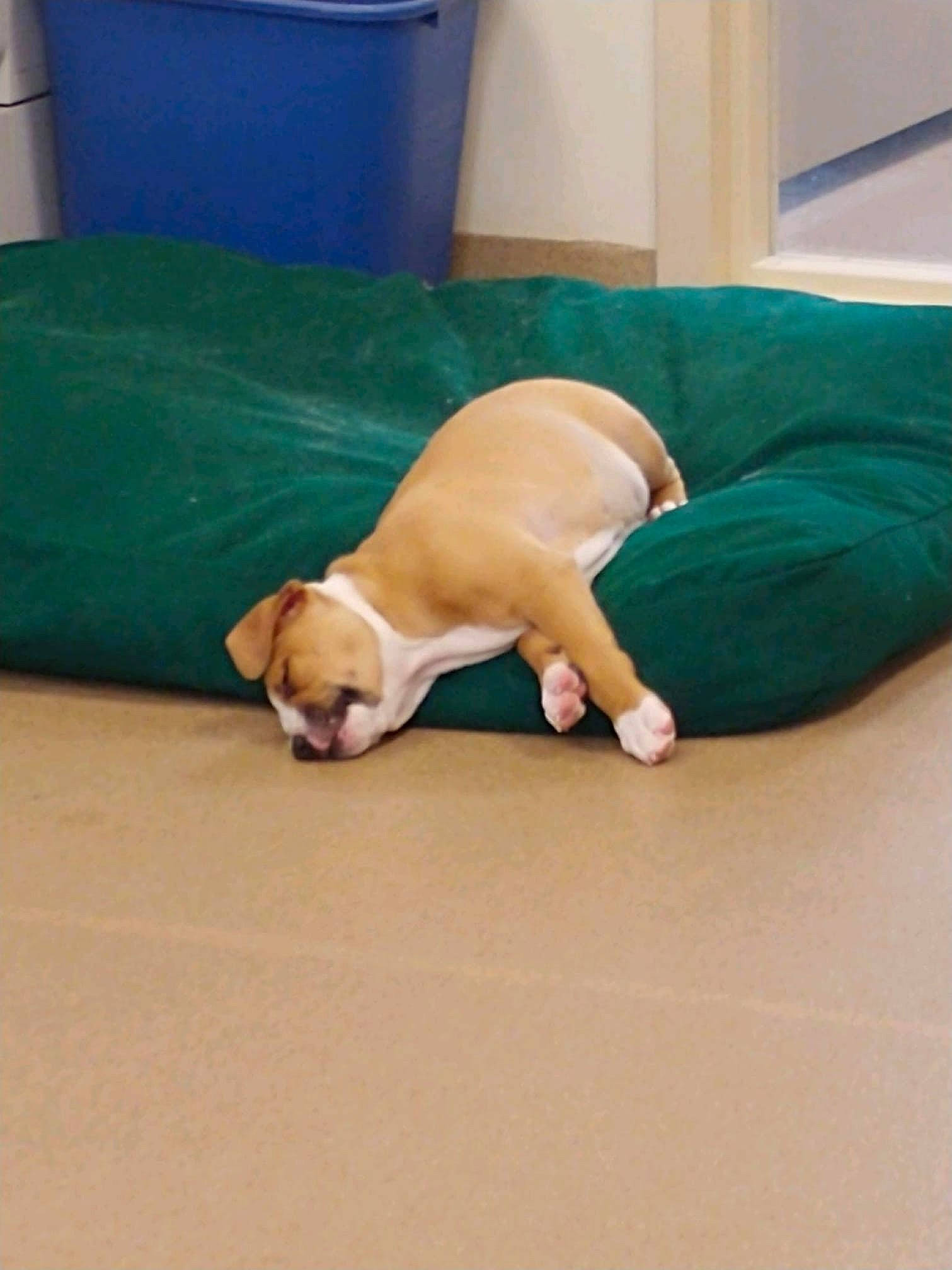 Forrest joined the competition — help win amazing prizes! bulldog, canidae, carnivore, companion_dog, dog, dog_breed, fawn, floor, flooring, french_bulldog, nap, non_sporting_group, puppy, snout