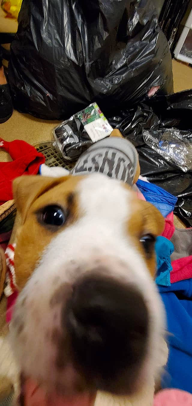 Forrest is registered to the contest to win money with this photo: canidae, carnivore, companion_dog, dog, dog_breed, mammal, snout