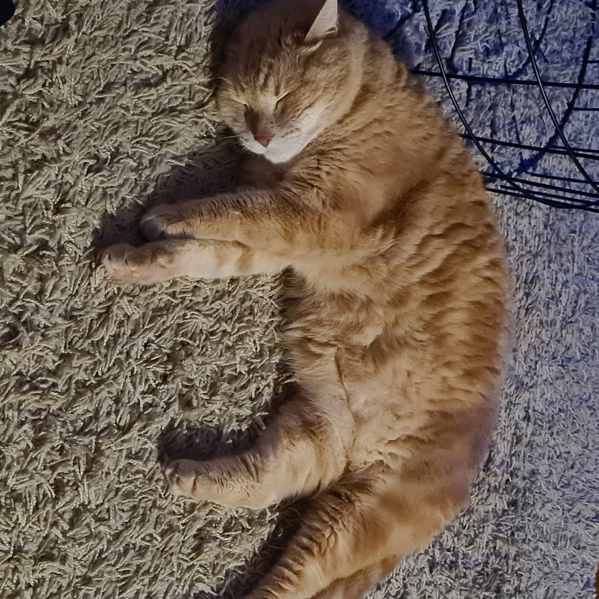 Snow participe au concours pour gagner de l'argent avec cette photo : carnivore, cat, claw, domestic_short_haired_cat, fawn, felidae, fur, nap, paw, sitting, small_to_medium_sized_cats, snout, soil, tail, terrestrial_animal, tree, whiskers, wildlife, wood