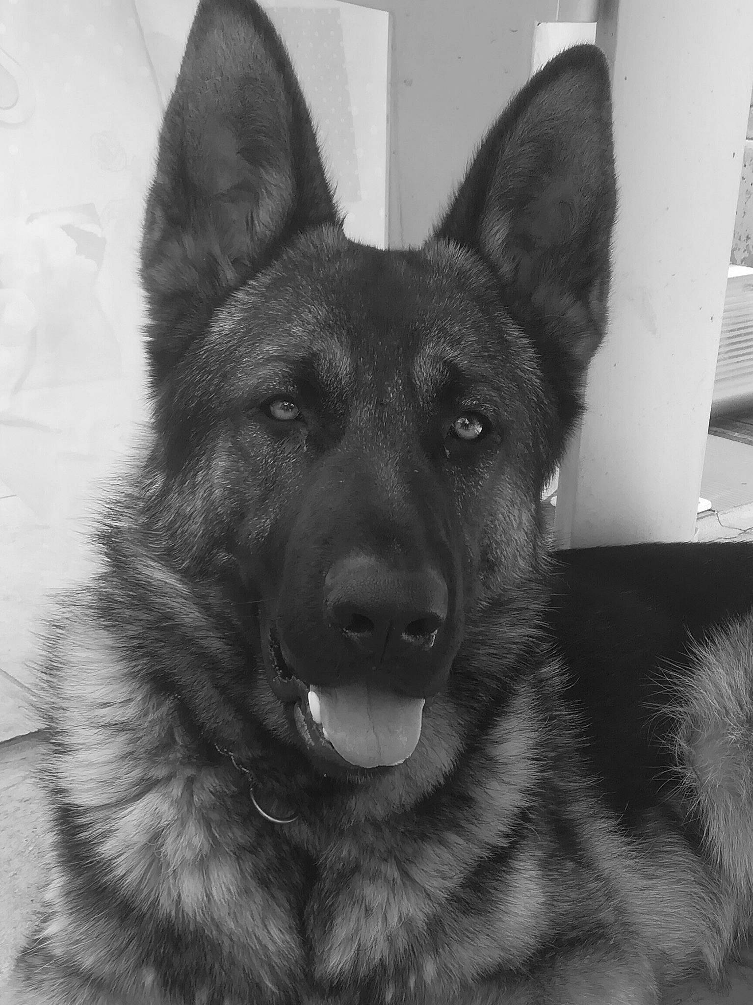 Pago a rejoint le concours — aidez-le/la à gagner de superbes lots ! belgian_shepherd, belgian_shepherd_malinois, black_norwegian_elkhound, bohemian_shepherd, canidae, carnivore, dog, dog_breed, east_european_shepherd, german_shepherd_dog, king_shepherd, kunming_wolfdog, mammal, norwegian_elkhound, old_german_shepherd_dog, rare_breed_dog, shiloh_shepherd_dog, snout, tervuren, vertebrate