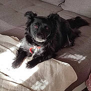 Caline a rejoint le concours — aidez-le/la à gagner de superbes lots ! animal, architecture, building, canine, chair, cockerspaniel, collie, couch, cushion, dog, furniture, homedecor, indoors, linen, livingroom, papillon, pet, puppy, room, terrier