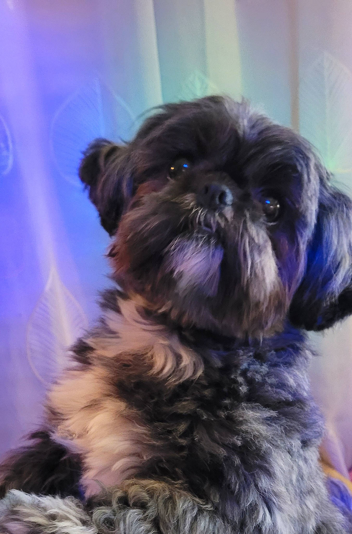 Gabin participe au concours pour gagner de l'argent avec cette photo : canidae, carnivore, companion_dog, dog, dog_breed, dog_supply, electric_blue, fawn, fur, liver, pet_supply, purple, shih_tzu, small_terrier, snout, sporting_group, terrier, toy_dog, working_animal, yorkipoo