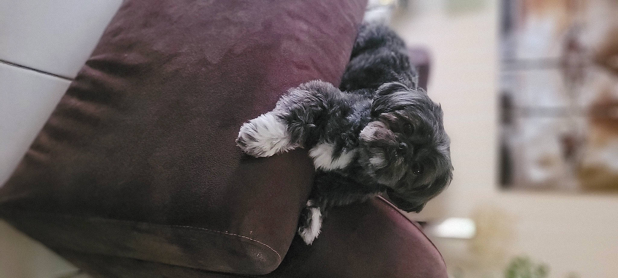 Gabin participe au concours pour gagner de l'argent avec cette photo : canidae, carnivore, companion_dog, dog, dog_breed, dog_collar, dog_supply, ear, fawn, fur, liver, pet_supply, schnauzer, snout, sporting_group, tail, terrier, toy_dog, water_dog, working_animal