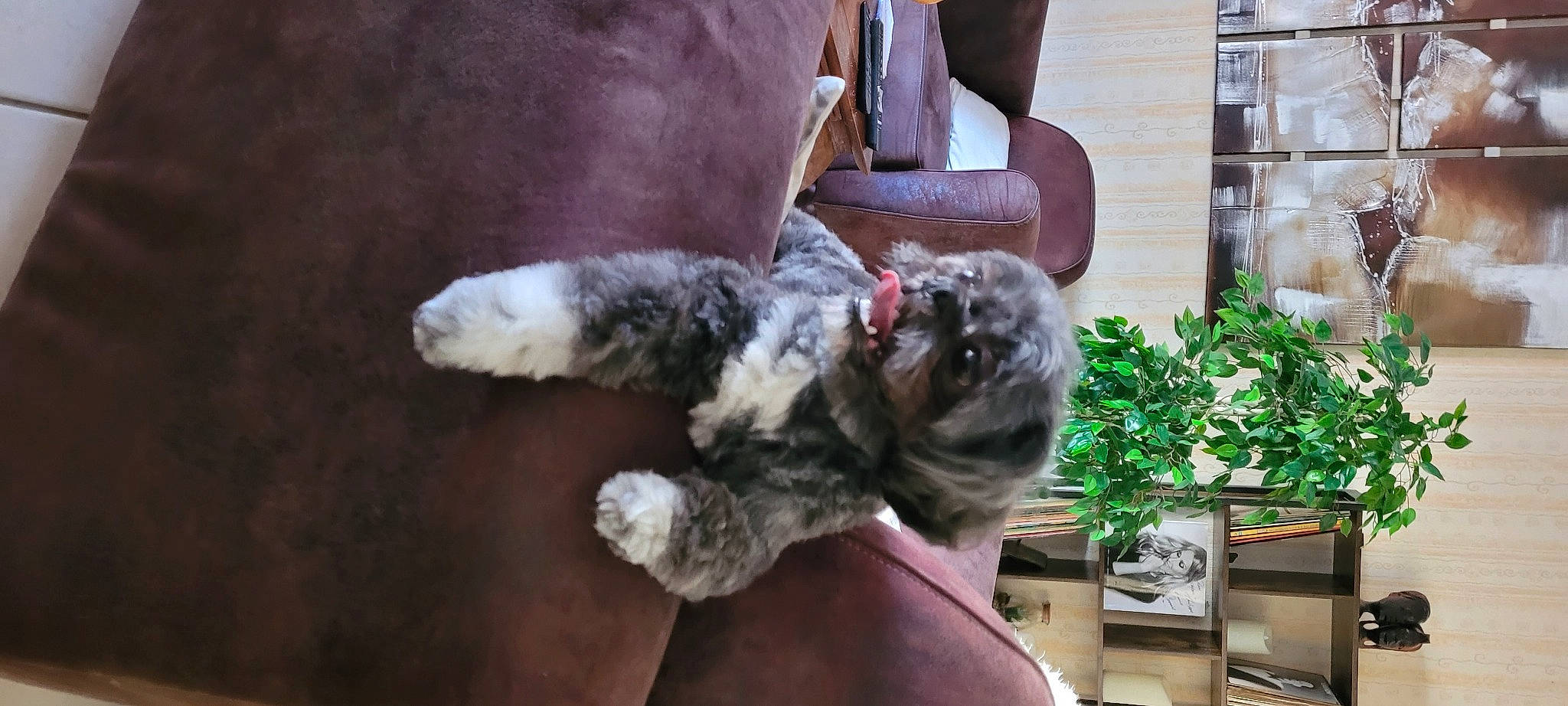 Gabin participe au concours pour gagner de l'argent avec cette photo : canidae, carnivore, comfort, companion_dog, dog, dog_breed, fawn, felidae, fur, houseplant, paw, plant, schnauzer, small_to_medium_sized_cats, snout, sporting_group, tail, toy, water_dog, working_animal