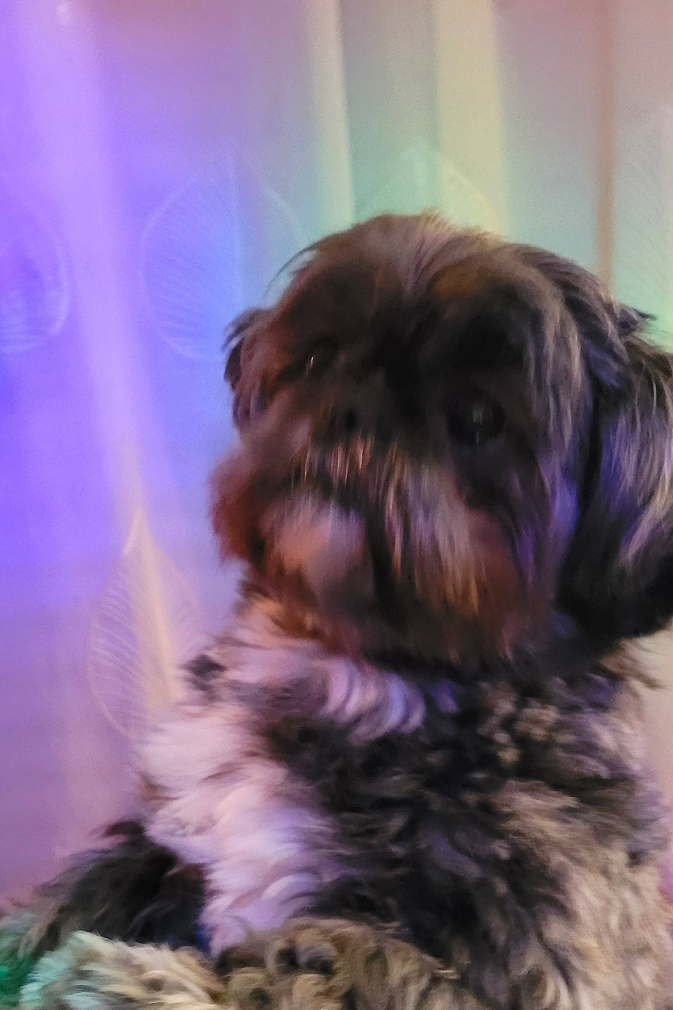 Gabin a rejoint le concours — aidez-le/la à gagner de superbes lots ! canidae, carnivore, companion_dog, dog, dog_breed, event, fur, liver, maltepoo, non_sporting_group, shih_tzu, small_terrier, snout, sporting_group, terrestrial_animal, terrier, toy_dog, working_animal, yorkipoo