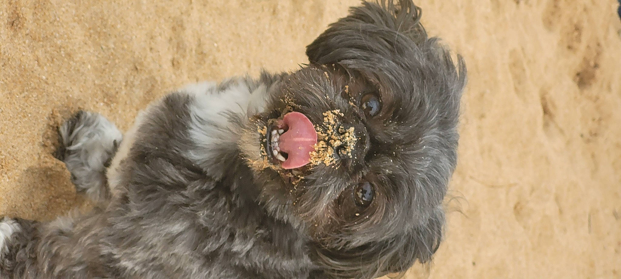 Gabin participe au concours pour gagner de l'argent avec cette photo : canidae, carnivore, claw, collar, companion_dog, dog, dog_breed, dog_supply, feather, felidae, fur, liver, paw, small_to_medium_sized_cats, snout, sporting_group, terrier, toy, whiskers, working_animal