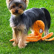 Rio participe au concours pour gagner de l'argent avec cette photo : dog, yorkshire_terrier, grass, outdoor, pet, plush_toy, orange, animal, cute, small_dog, fur, ears, toy, playful, greenery, nature, companion, alert, standing, backyard
