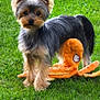 dog, yorkshire_terrier, grass, outdoor, pet, plush_toy, orange, animal, cute, small_dog, fur, ears, toy, playful, greenery, nature, companion, alert, standing, backyard