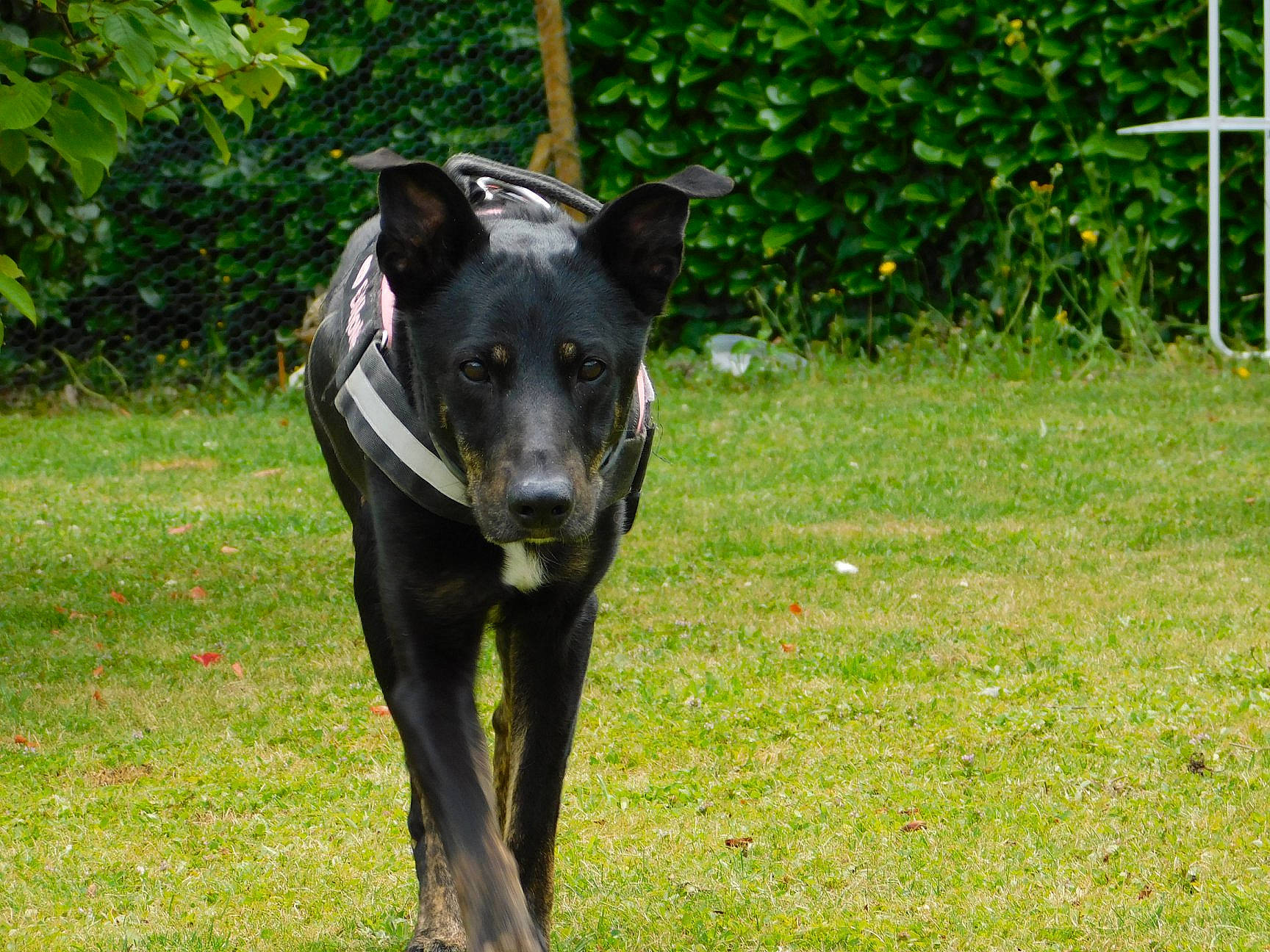 ERHONN' participe au concours pour gagner de l'argent avec cette photo : australian_kelpie, canidae, carnivore, dog, dog_breed, greyhound, hunting_dog, mammal, rare_breed_dog, sporting_group, vertebrate, working_dog