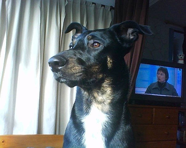 ERHONN' participe au concours pour gagner de l'argent avec cette photo : canidae, carnivore, dog, dog_breed, eurohound, feist, greyhound, mammal, potcake_dog, rare_breed_dog, snout, sporting_group, vertebrate, whiskers