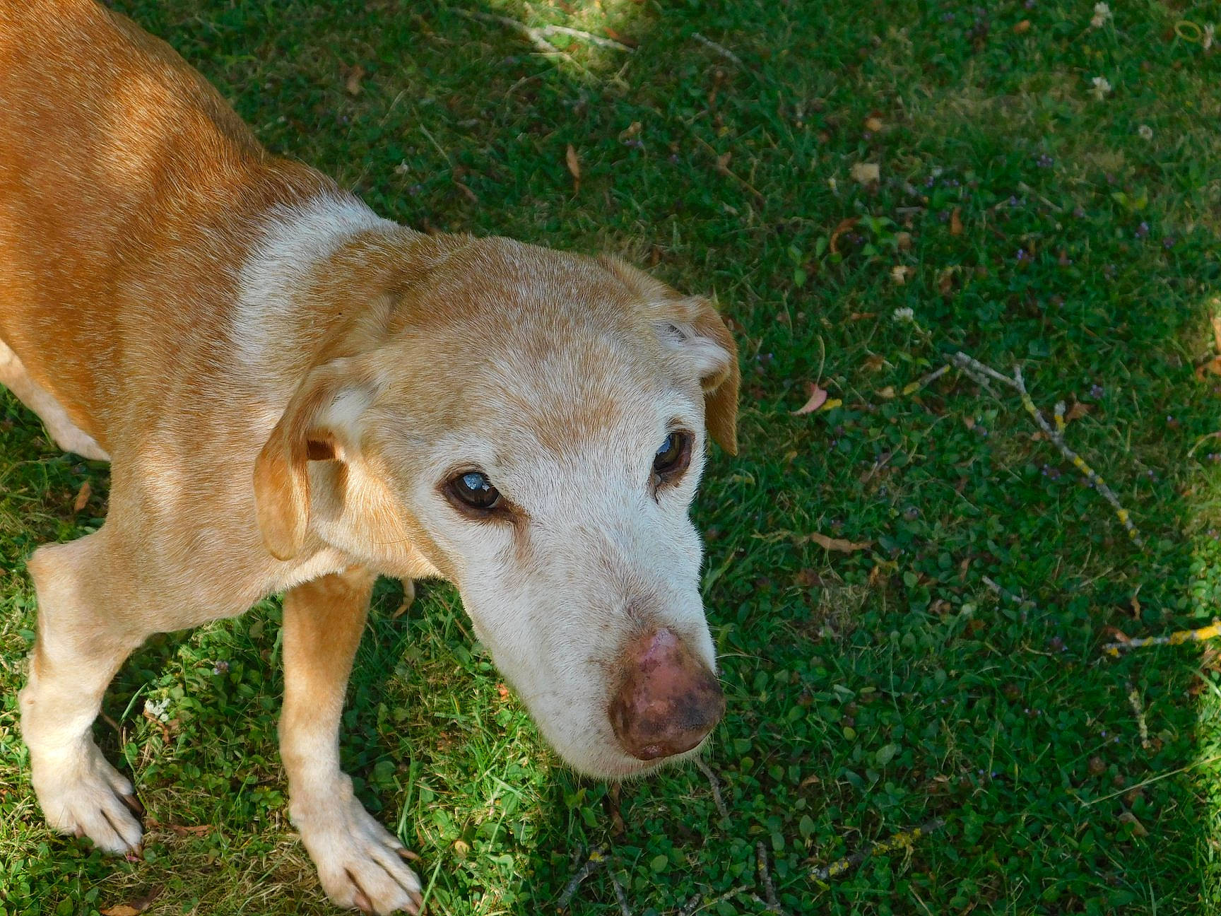 Stitch a rejoint le concours — aidez-le/la à gagner de superbes lots ! canidae, carnivore, dog, dog_breed, fawn, grass, greyhound, hunting_dog, mammal, plant, rare_breed_dog, snout, sporting_group, vertebrate