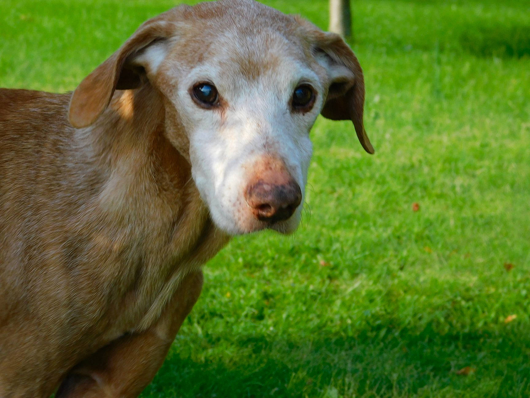 Stitch a rejoint le concours — aidez-le/la à gagner de superbes lots ! canidae, carnivore, chesapeake_bay_retriever, dog, dog_breed, ear, fawn, grass, hunting_dog, liver, mammal, plant, pointing_breed, snout, sporting_group, vertebrate, weimaraner