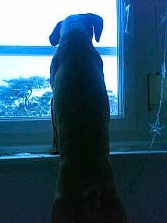 Stitch a rejoint le concours — aidez-le/la à gagner de superbes lots ! cane_corso, canidae, carnivore, dog, dog_breed, guard_dog, labrador_retriever, sporting_group, tail