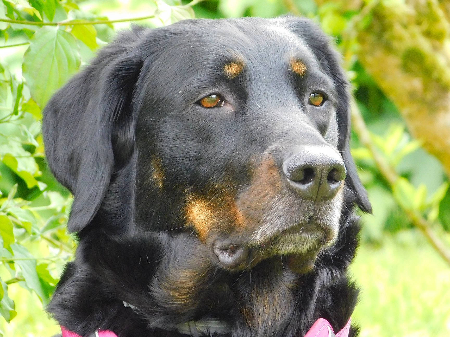 Janika a rejoint le concours — aidez-le/la à gagner de superbes lots ! austrian_black_and_tan_hound, beauceron, canidae, carnivore, companion_dog, dog, dog_breed, hovawart, hunting_dog, mammal, polish_hunting_dog, rare_breed_dog, snout, sporting_group, vertebrate