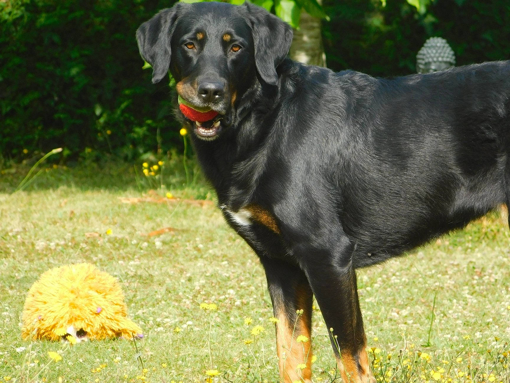 Janika a rejoint le concours — aidez-le/la à gagner de superbes lots ! austrian_black_and_tan_hound, beauceron, canidae, carnivore, dog, dog_breed, guard_dog, huntaway, hunting_dog, lithuanian_hound, mammal, montenegrin_mountain_hound, pinscher, polish_hunting_dog, rare_breed_dog, smaland_hound, sporting_group, tyrolean_hound, vertebrate, working_dog