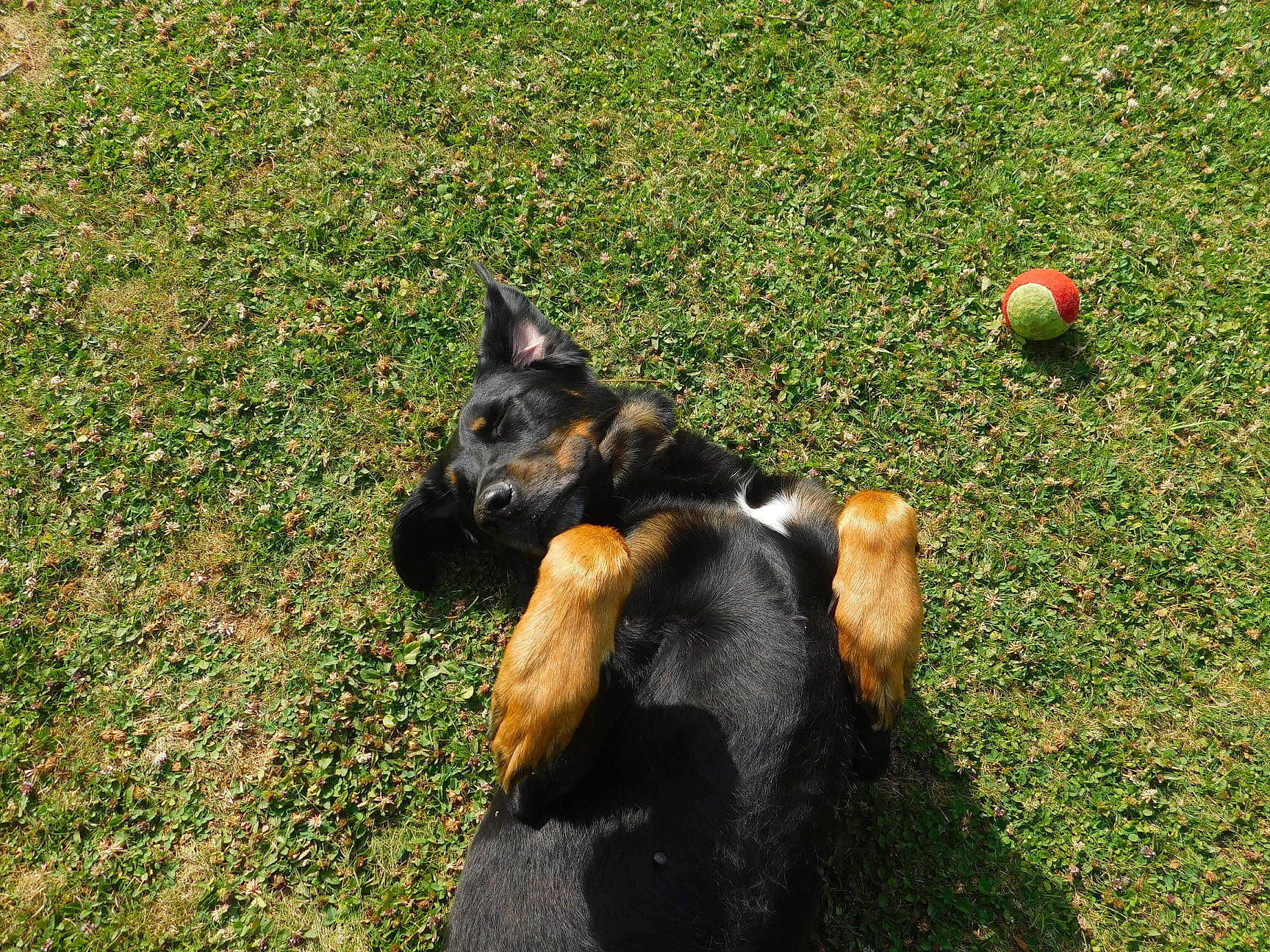 Janika a rejoint le concours — aidez-le/la à gagner de superbes lots ! canidae, carnivore, dog, dog_breed, grass, mammal, vertebrate