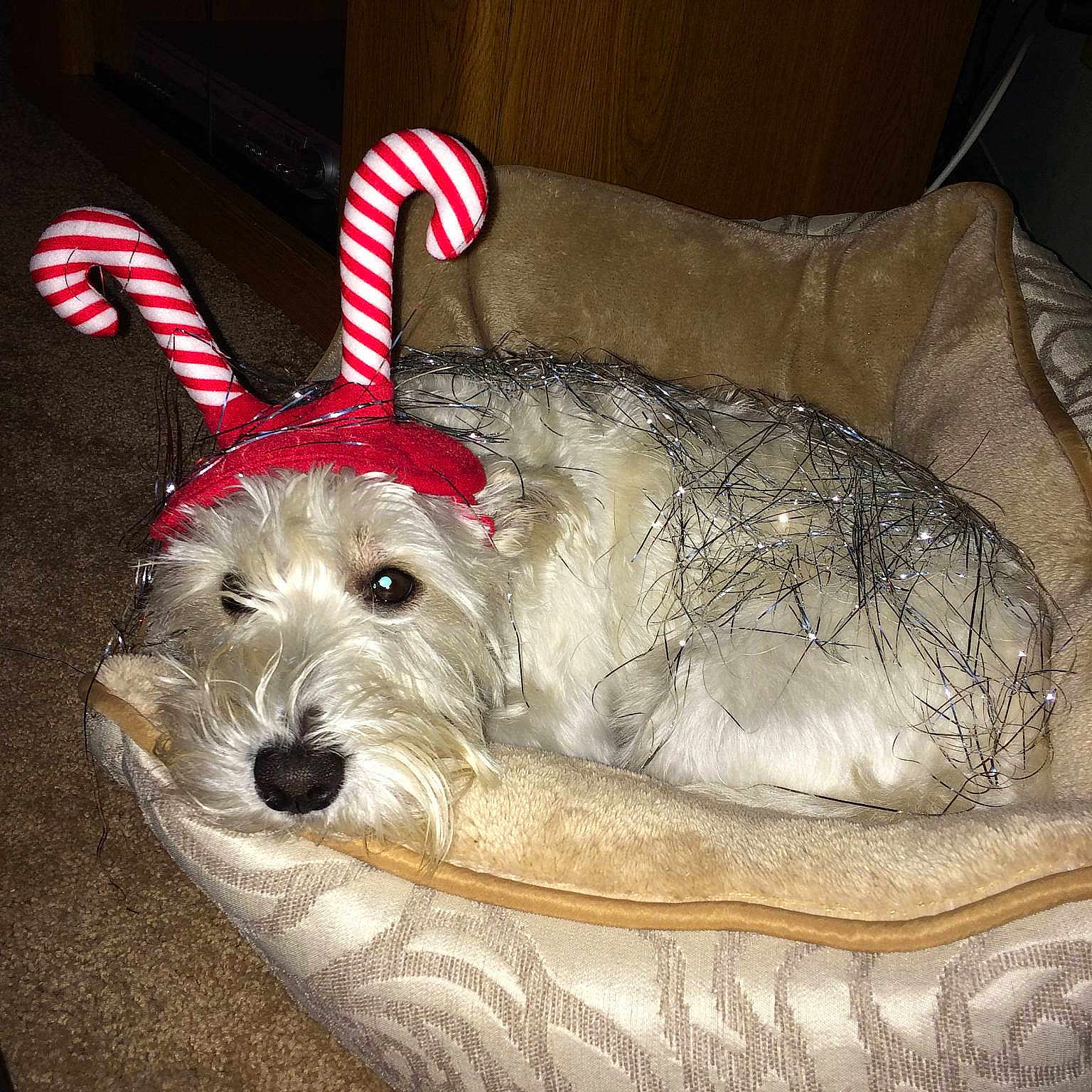 Layla joined the competition — help win amazing prizes!