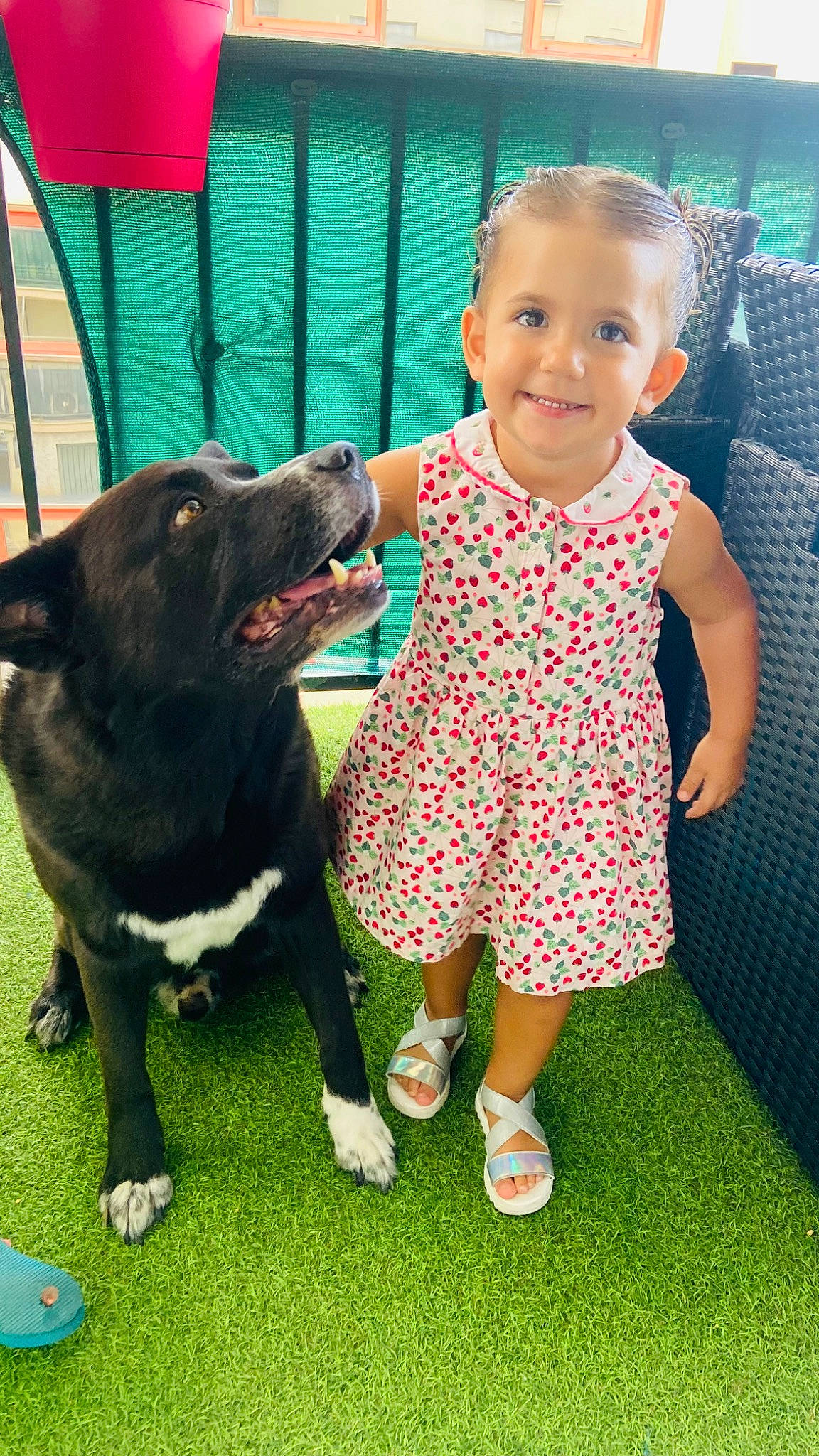 Cassy participe au concours pour gagner de l'argent avec cette photo : baby_toddler_clothing, canidae, carnivore, child, collar, companion_dog, couch, dog, dog_breed, dog_collar, dog_supply, fun, grass, happy, joy, pattern, person, smile, snout, sporting_group