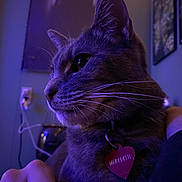 Meredith joined the competition — help win amazing prizes! cat, pet, indoor, closeup, purple_light, collar, tag, whiskers, face, profile, wall, art, power_outlet, cord, hand, feline, domestic_animal, fur, relaxed, animal