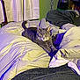 Meredith joined the competition — help win amazing prizes! cat, gray_cat, pet, bed, blanket, indoor, curtains, furniture, relaxing, stretching, cozy, furry, animal, domestic, living_room, soft, calm, yellow_eyes, fur, resting