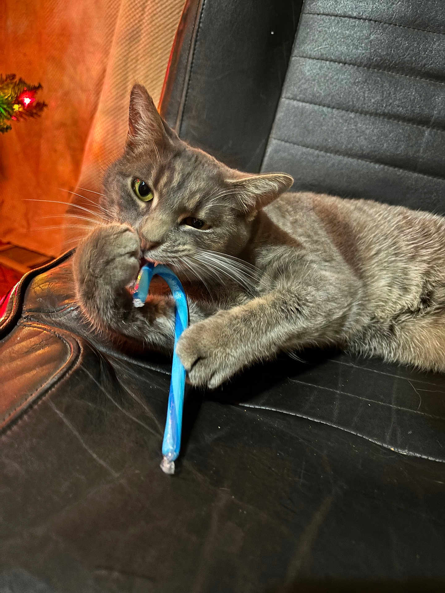 Meredith