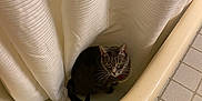 Meredith is registered to the contest to win money with this photo: cat, bathtub, shower_curtain, gray_tabby, curious, indoor, pet, tile_floor, bathroom, whiskers, sitting, looking_up, feline, domestic_animal, quiet, resting, closeup, fur, animal, eye_contact