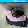 Meredith is registered to the contest to win money with this photo: cat, gray_cat, towels, shelf, cozy, indoor, resting, pet, feline, cute, animal, fur, whiskers, relaxed, stack, soft, compact_space, domestic, portrait, looking