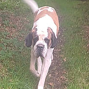 Ulo participe au concours pour gagner de l'argent avec cette photo : animal, bostonbull, boxer, bulldog, canine, dog, frenchbulldog, grass, greatdane, hound, pet, pitbull, plant, puppy, saintbernard