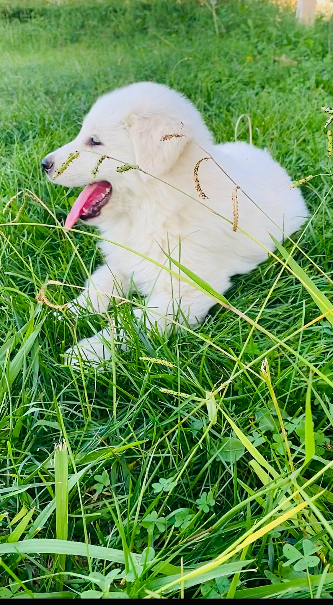 Bingo And Snoop joined the competition — help win amazing prizes! carnivore, companion_dog, dog, dog_breed, fawn, grass, grass_family, grassland, groundcover, happy, lawn, meadow, nature, pasture, people_in_nature, plant, prairie, retriever, snout, terrestrial_animal