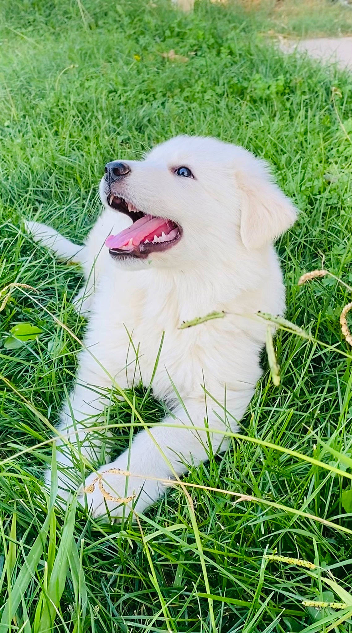 Bingo And Snoop joined the competition — help win amazing prizes! ball, canidae, carnivore, collar, companion_dog, dog, dog_breed, fang, grass, grassland, gun_dog, happy, lawn, livestock_guardian_dog, plant, polish_tatra_sheepdog, retriever, snout, sporting_group, whiskers