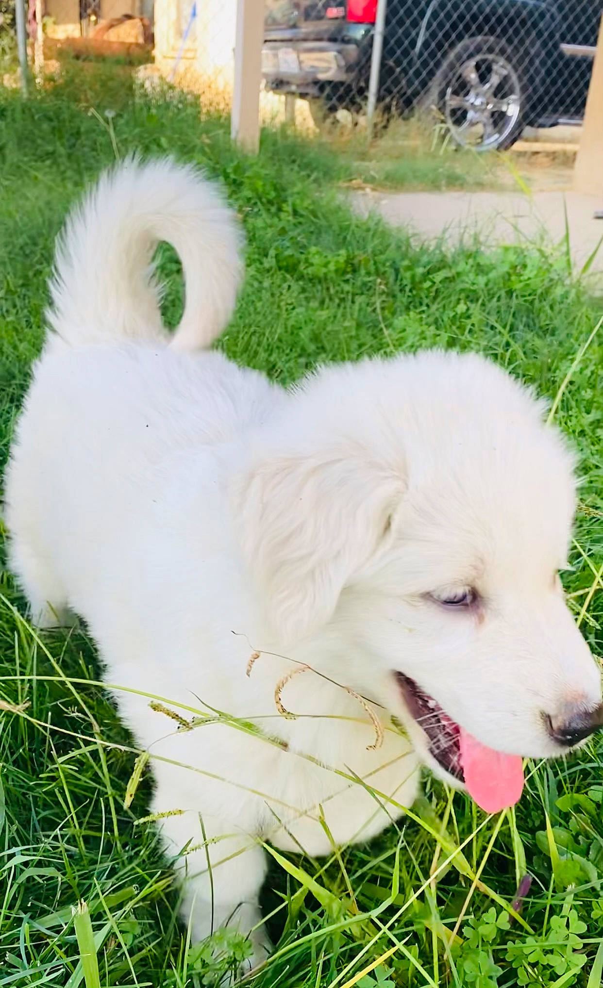 Bingo And Snoop is registered to the contest to win money with this photo: automotive_tire, canidae, carnivore, companion_dog, dog, dog_breed, fang, fur, grass, great_pyrenees, happy, kuvasz, plant, snout, sporting_group, tail, tire, volpino_italiano, wheel, working_animal