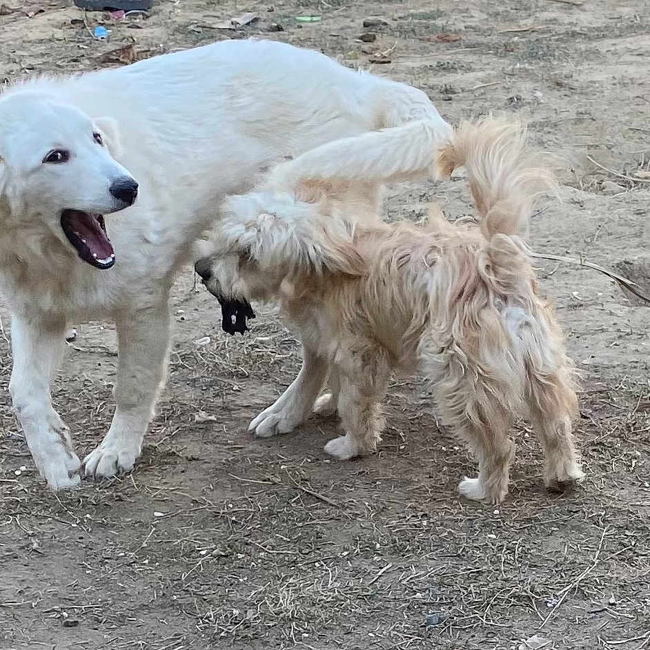 Bingo And Snoop