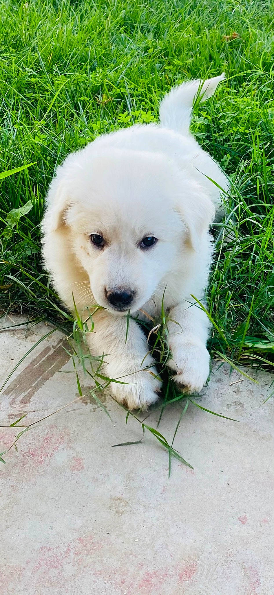 Bingo And Snoop is registered to the contest to win money with this photo: canidae, carnivore, companion_dog, dog, dog_breed, fur, grass, livestock_guardian_dog, maremma_sheepdog, non_sporting_group, plant, polish_tatra_sheepdog, puppy, snout, sporting_group, terrestrial_animal, working_animal