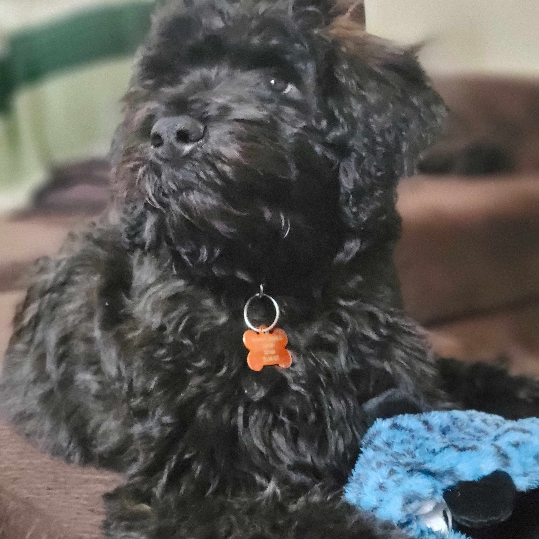 Buddy