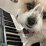 Bella is registered to the contest to win money with this photo: dog, keyboard, musical_instrument, close_up, paw, heart_shaped_tag, indoor, furry, pet, white_fur, black_keys, white_keys, curious, playing, animal, music, cute, small_dog, face, blurred