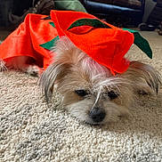Bella is registered to the contest to win money with this photo: dog, costume, pumpkin, orange, carpet, indoor, pet, lying_down, fur, cute, animal, ears, nose, relaxed, living_room, furniture, soft_light, texture, leaf, resting