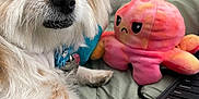 Bella is registered to the contest to win money with this photo: dog, puppy, fluffy, pet, plush_toy, octopus, stuffed_animal, laptop, keyboard, bed, blanket, green, soft, cute, indoor, closeup, animal, paw, collar, blue_bow