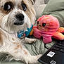 dog, puppy, fluffy, pet, plush_toy, octopus, stuffed_animal, laptop, keyboard, bed, blanket, green, soft, cute, indoor, closeup, animal, paw, collar, blue_bow