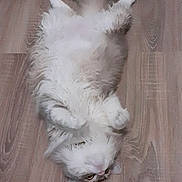 Cuby participe au concours pour gagner de l'argent avec cette photo : cat, fluffy_cat, long_hair, lying_on_back, belly_up, paws_up, white_and_gray, wooden_floor, indoor, pet, relaxed, cute, whiskers, looking_at_camera, sleepy, household, domestic_cat, portrait, floorboards, adorable