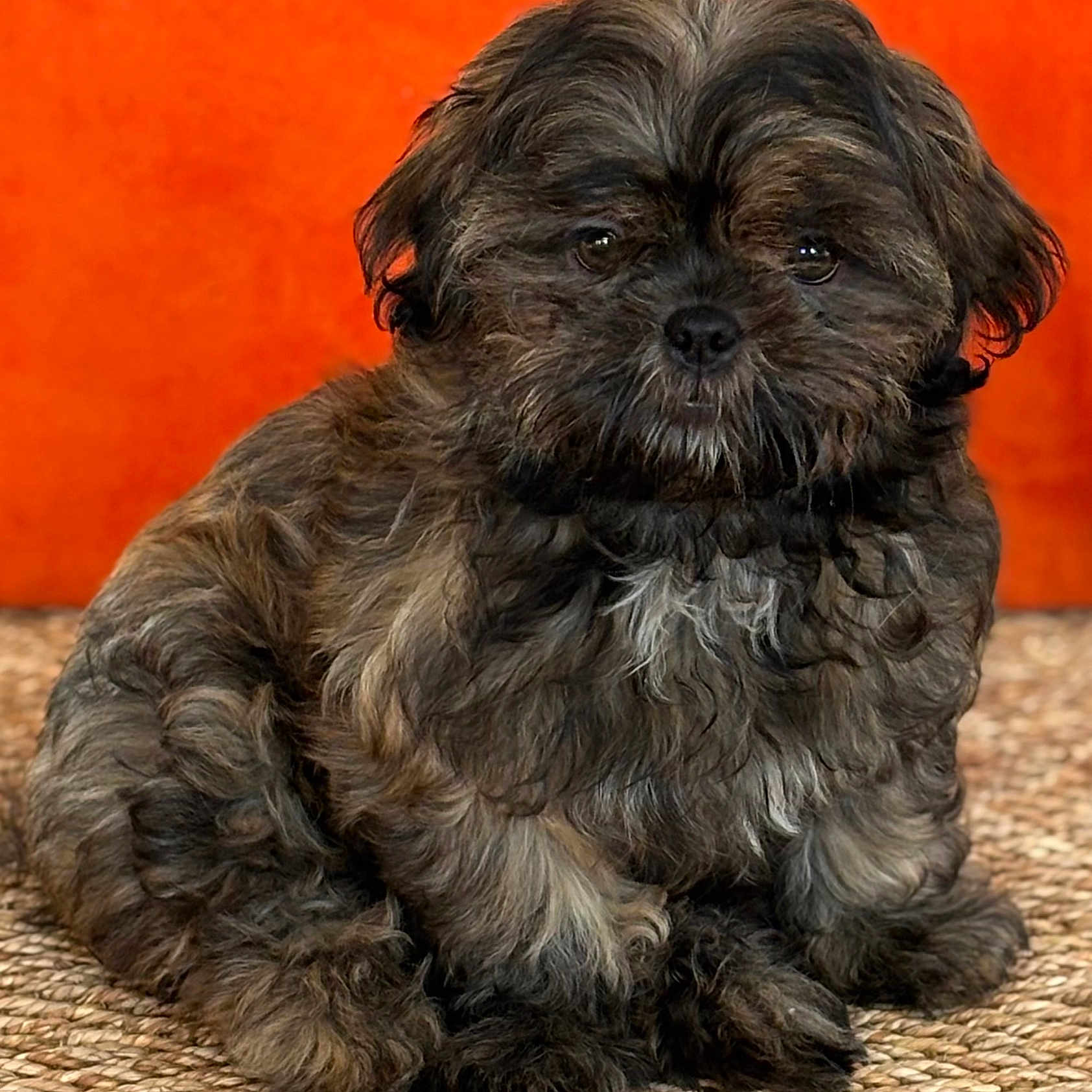 Appy participe au concours pour gagner de l'argent avec cette photo : adorable, animal, black, brown, companion, curly_fur, cute, dog, domestic_animal, fluffy, fur, indoor, orange_background, pet, portrait, puppy, sitting, small_dog, woven_rug, young_dog