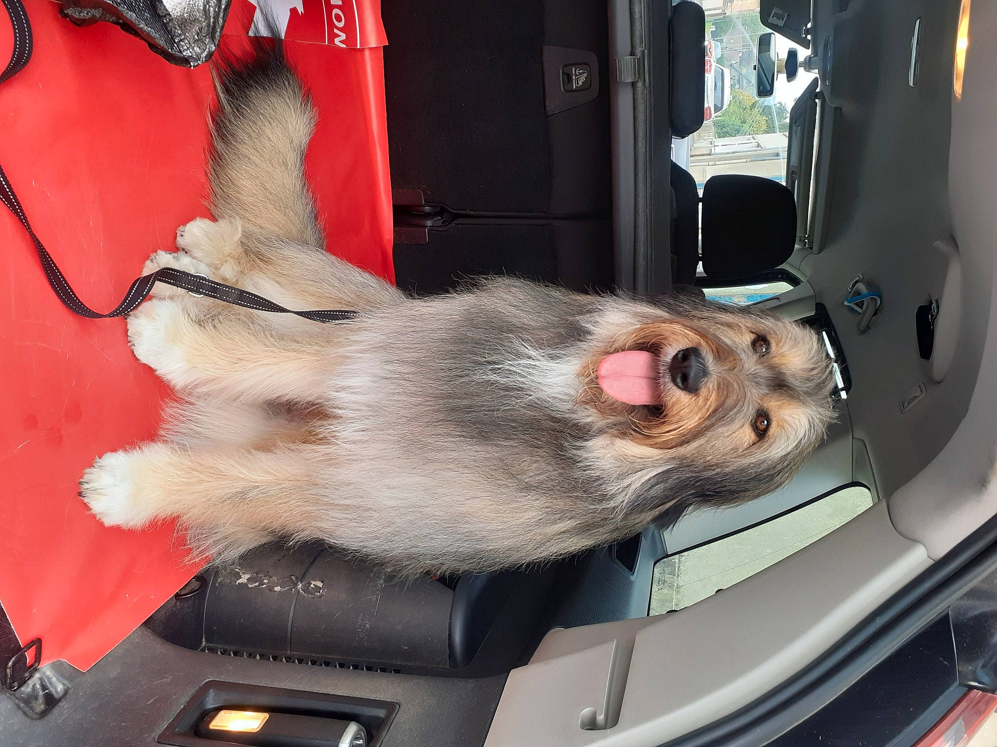 Siska participe au concours pour gagner de l'argent avec cette photo : auto_part, automotive_exterior, automotive_wheel_system, automotive_window_part, bumper, car, collar, family_car, fawn, fur, gas, hood, luxury_vehicle, machine, motor_vehicle, snout, vehicle, vehicle_door, windscreen_wiper, windshield