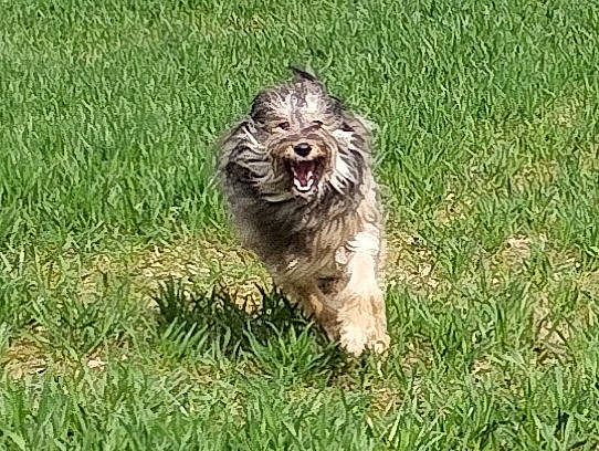 Siska a rejoint le concours — aidez-le/la à gagner de superbes lots ! carnivore, cockapoo, companion_dog, dog, dog_breed, grass, groundcover, liver, plant, poodle_crossbreed, puppy, small_terrier, sporting_group, terrier, toy_dog, water_dog