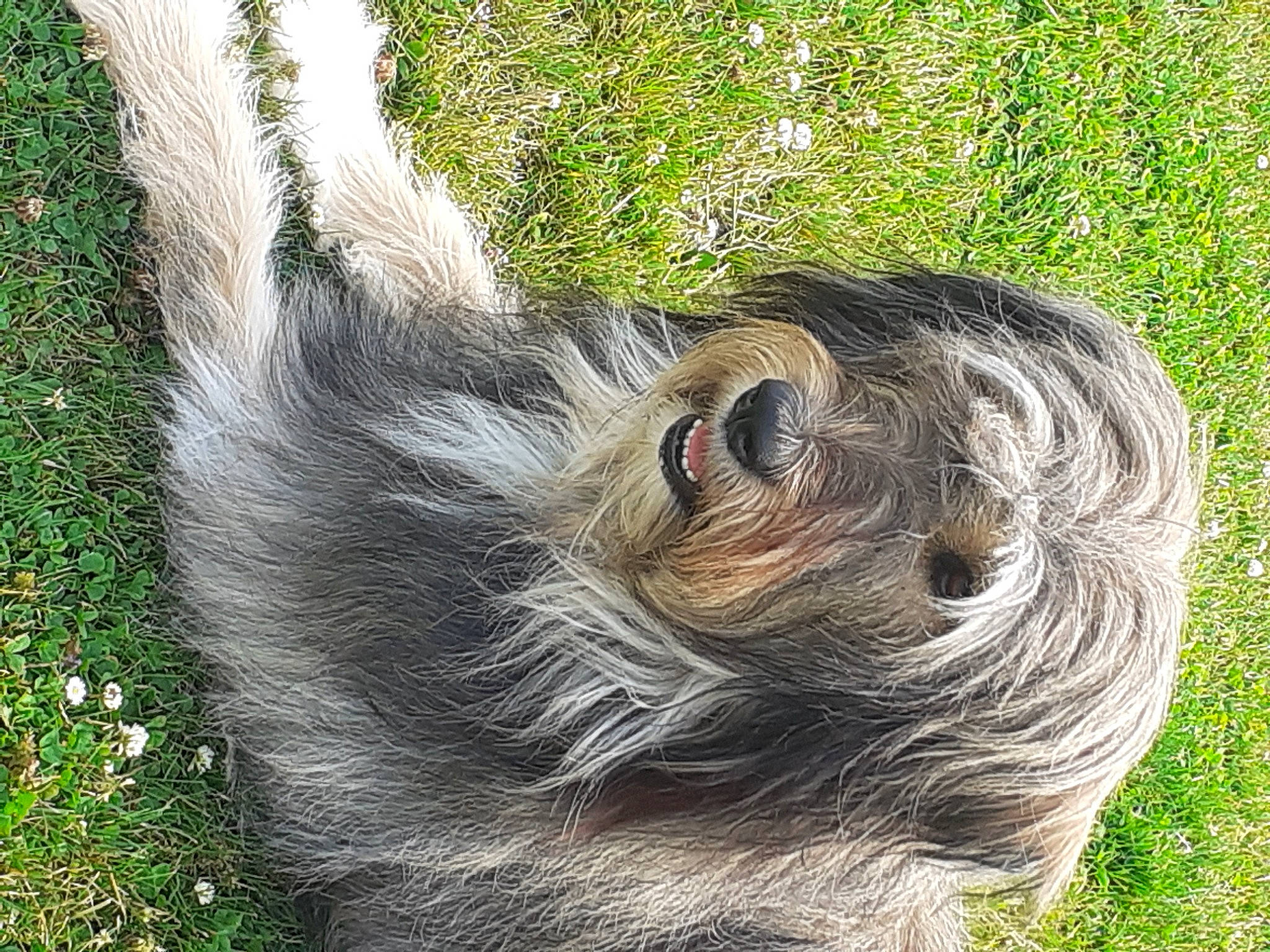 Siska participe au concours pour gagner de l'argent avec cette photo : common_chimpanzee, eye, felidae, fur, grass, livestock, pasture, plant, primate, snout, sporting_group, tail, terrestrial_animal, tree, trunk, whiskers, wildlife, wood, working_animal, wrinkle