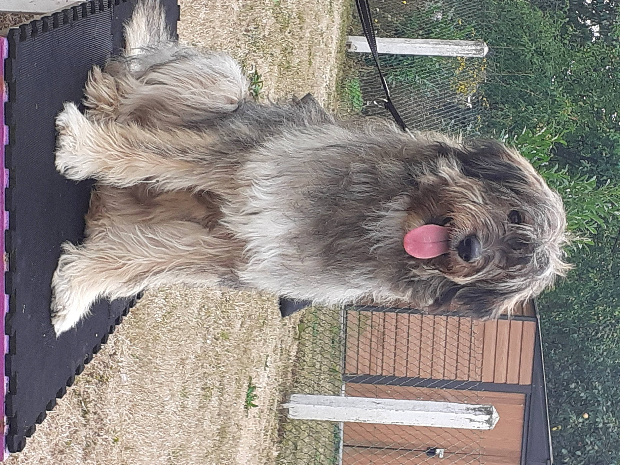 Siska a rejoint le concours — aidez-le/la à gagner de superbes lots ! dog_breed, fur, natural_material, plant, snout, sporting_group, terrestrial_animal, wood