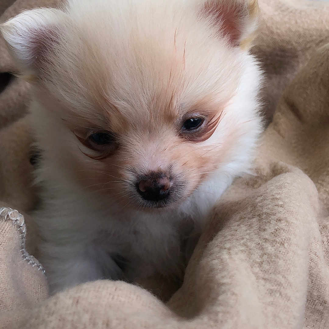 Chanel is registered to the contest to win money with this photo: animal, blanket, canine, cat, chihuahua, cockerspaniel, dog, eskimodog, kitten, papillon, pet, puppy, terrier, whitedog
